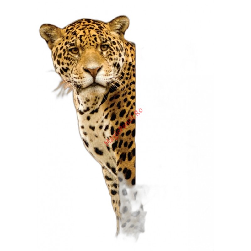 Caiet A5, 48 file, matematica