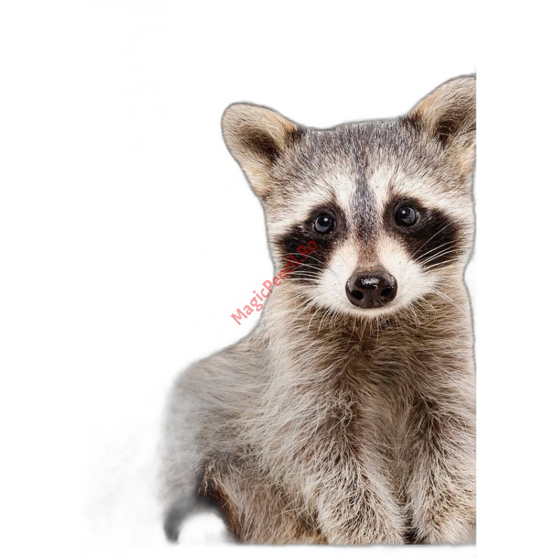 Caiet A5, 48 file, matematica