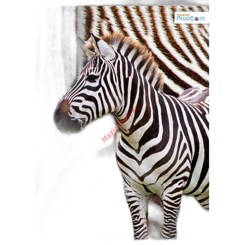 Caiet A5, 48 file, dictando