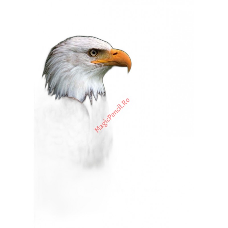 Caiet A5, 48 file, dictando