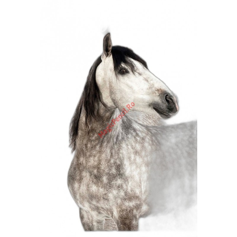 Caiet A5, 48 file, dictando