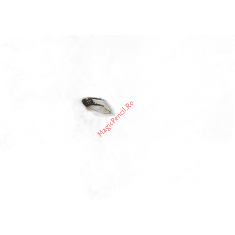 Caiet Muzica, 16 file